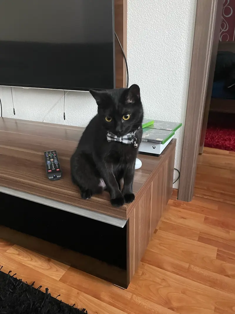 Styra, a black cat I rescued from the street and kept.